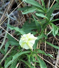 Chamaesaracha edwardsiana