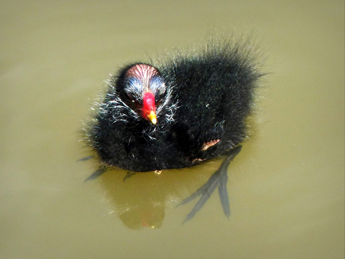 Eurasian Moorhen, photo 8 of 8