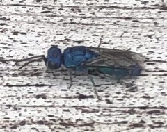 Trichrysis cyanea