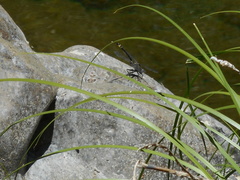 Phanogomphus kurilis