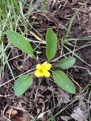 Viola nuttallii
