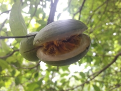 Tabernaemontana amygdalifolia