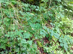 Hippocrepis emerus