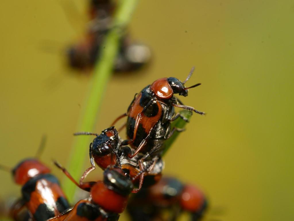 Coptocephala unifasciata