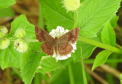 Riodinidae