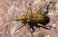Donacia bicolora