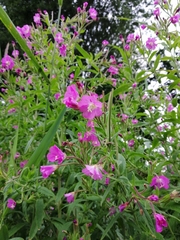 Epilobium hirsutum