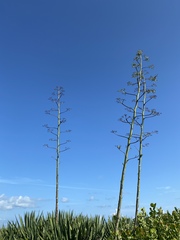 Agave sisalana