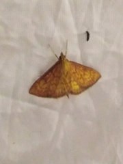 Ecpyrrhorrhoe rubiginalis