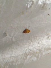 Ecpyrrhorrhoe rubiginalis