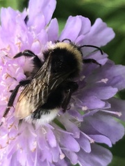 Bombus bohemicus