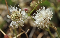 Cephalaria stellipilis