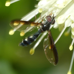 Pelecinobaccha costata