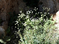 Heracleum humile