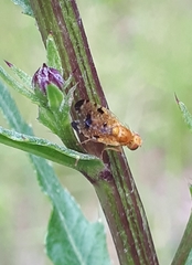 Xyphosia miliaria