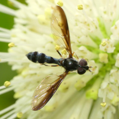 Pelecinobaccha costata