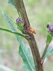 Xyphosia miliaria