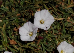 Convolvulus libanoticus