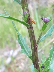Xyphosia miliaria