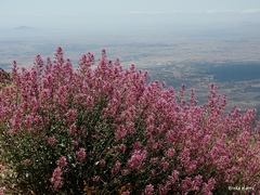 Centranthus longiflorus