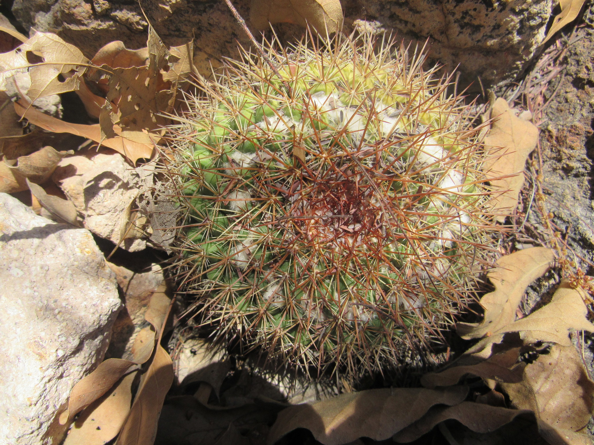 Mammillaria standleyi