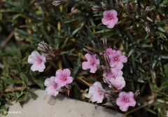 Acantholimon libanoticum