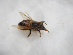 Apis mellifera
