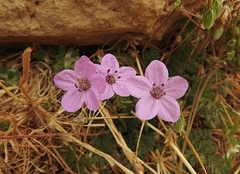 Erodium acaule