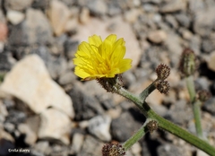 Picris strigosa