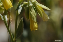Onosma sericea