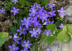 Campanula cymbalaria