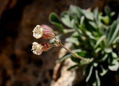 Silene odontopetala
