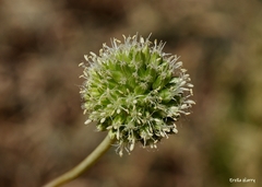 Allium pseudocalyptratum