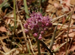 Allium rupicola