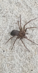 Loxosceles reclusa