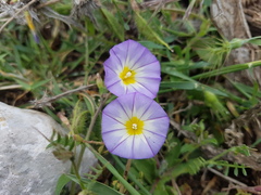 Convolvulus meonanthus