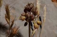 Allium pseudostamineum