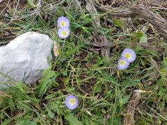 Convolvulus meonanthus