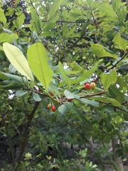 Erythroxylum coca