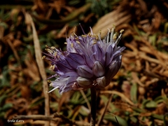 Allium sannineum