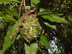 Calligaster himalayensis