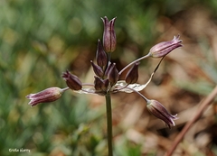 Allium feinbergii