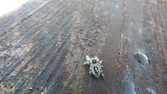 Phidippus bidentatus