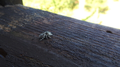 Phidippus bidentatus