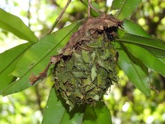 Calligaster himalayensis