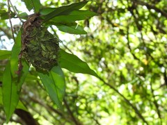 Calligaster himalayensis