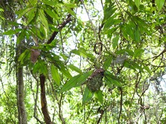 Calligaster himalayensis