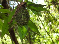 Calligaster himalayensis
