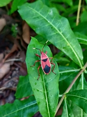 Probergrothius varicornis