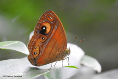 Mycalesis patnia